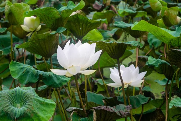Weiße Lotusblume Einem Teich — Stockfoto