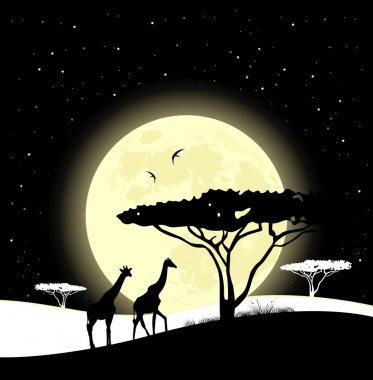 Afrika savana. Ay ışığında yürüyüş zürafalar. Afrika safari