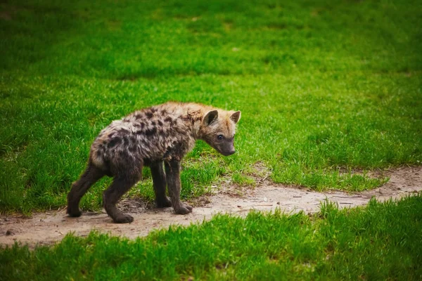 Hyena cub on green grass — Stock Photo, Image