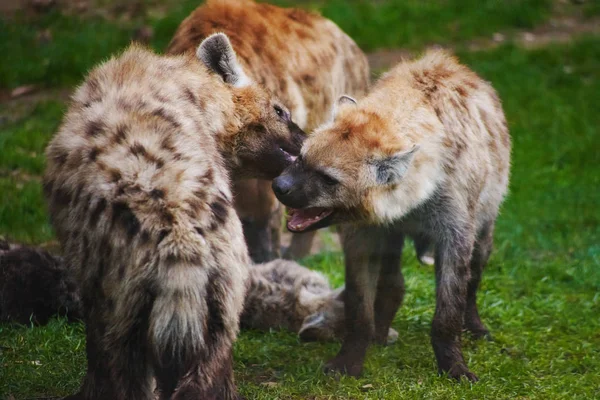 Hyena cubs playing together — Stock Photo, Image