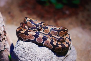 Terrarium içinde dinlenme Python
