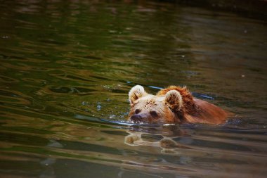 Büyük boz ayı Yüzme