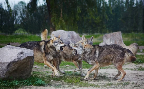 Gris lobos peligrosos luchando — Foto de Stock