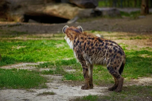 Hyenas back close up — Stock Photo, Image