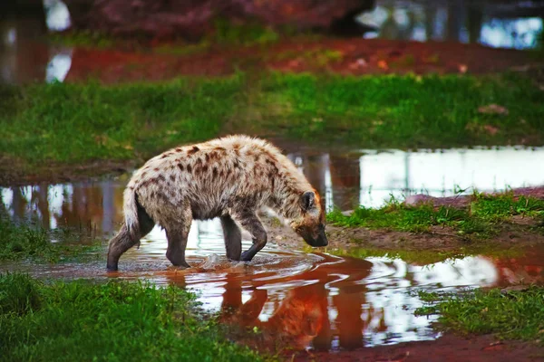 Hyena walks on blood colored water — Stock Photo, Image