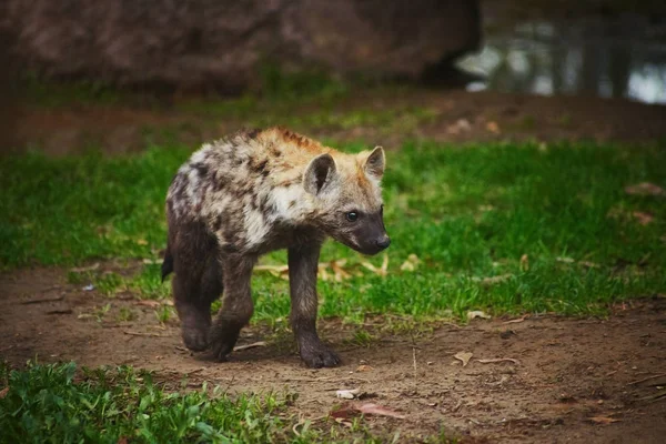 Hyena cub on green grass — Stock Photo, Image