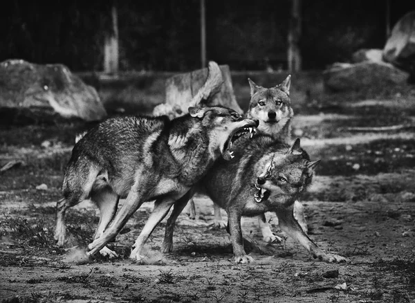 Wolves fighting, black and white photo — Stock Photo, Image