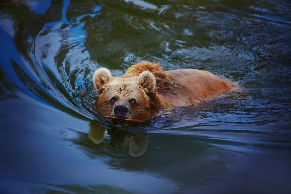 Urso marrom nadando no lago — Fotografia de Stock