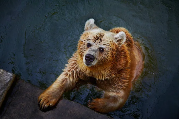 Urso marrom dentro da piscina de água — Fotografia de Stock