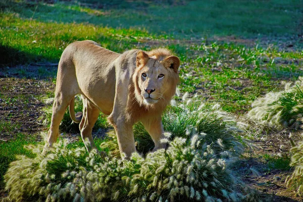 Lev zůstává na trávě v květech — Stock fotografie