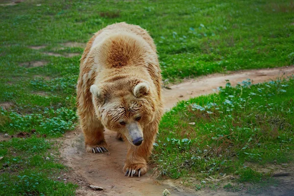 Grande urso marrom andando ao longo da estrada — Fotografia de Stock