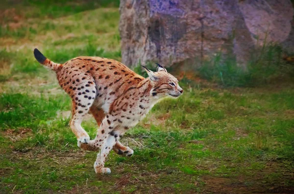 Lynx fast running on green — Stock Photo, Image