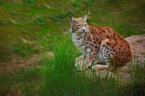 Lynx sitting on stone — Stock Photo, Image