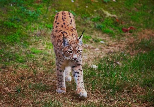 Lynx walking towards camera — Stock Photo, Image