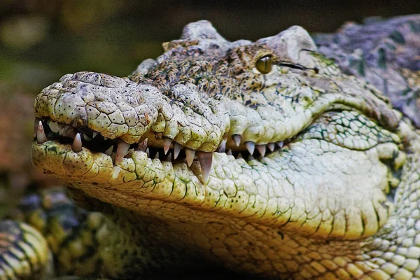 Fechar a cabeça de crocodilo — Fotografia de Stock