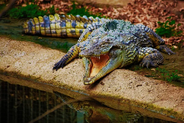 Крокодил с острыми зубами — стоковое фото