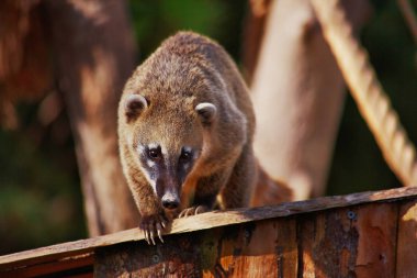 Sevimli coati vahşi hayvan portre