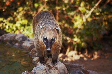Sevimli coati vahşi hayvan portre