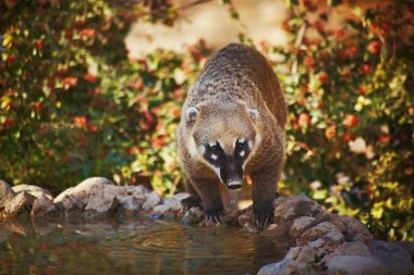 Sevimli coati vahşi hayvan portre