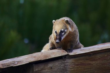 Sevimli coati vahşi hayvan portre