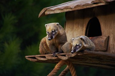 Sevimli coati vahşi hayvan portre
