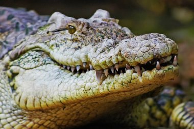 Büyük timsah'ın çene dişleri ile