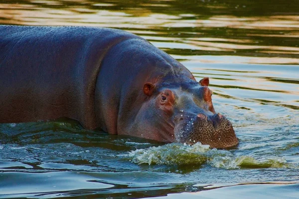 Dois hipopótamos no pântano — Fotografia de Stock