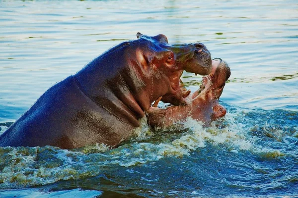 Dois hipopótamos lutando no lago — Fotografia de Stock