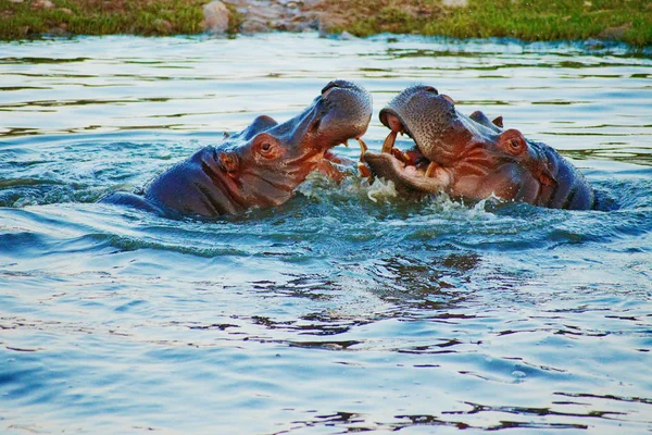 Hippo dwie walki w jeziorze — Zdjęcie stockowe