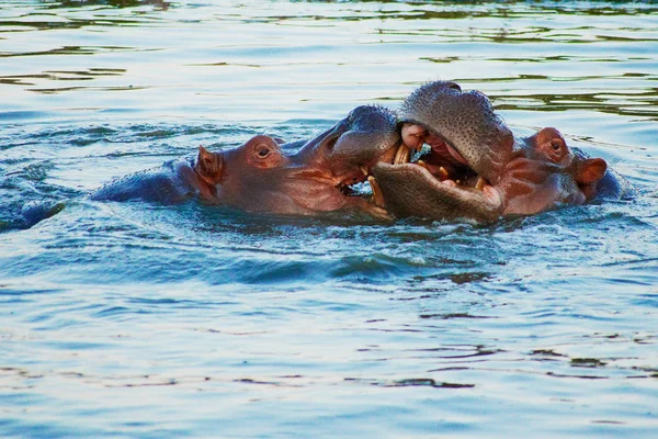 两个河马在湖的战斗 — 图库照片