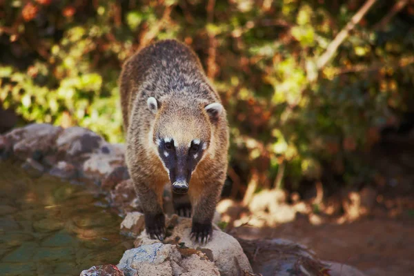 Mignon coati animal sauvage gros plan — Photo