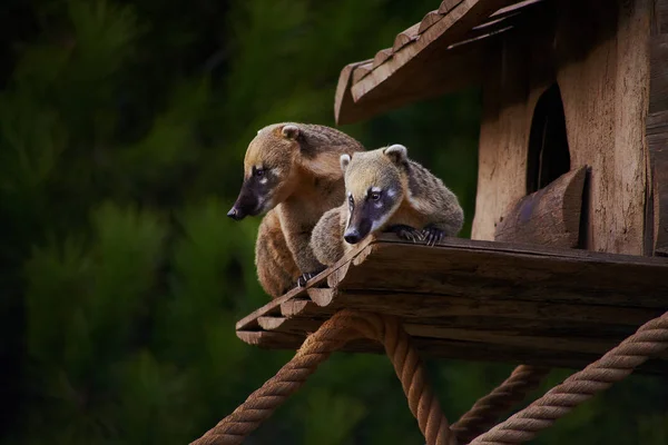 Lindo animal salvaje coati primer plano —  Fotos de Stock