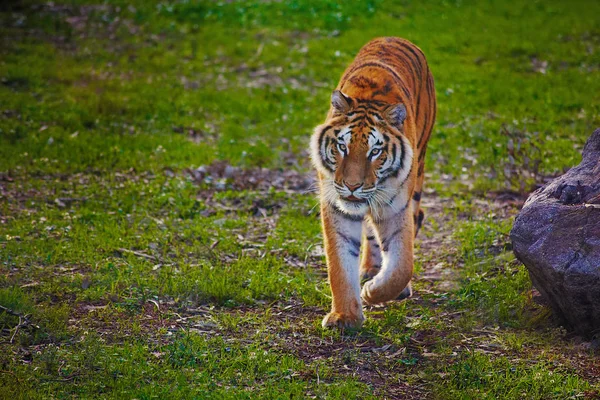 Тигры идут в режиссуру — стоковое фото