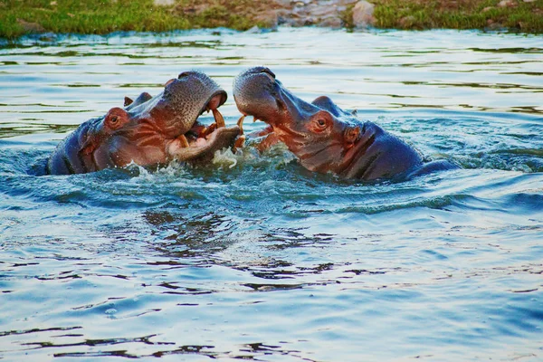 Dos hipopótamos peleando en el lago —  Fotos de Stock