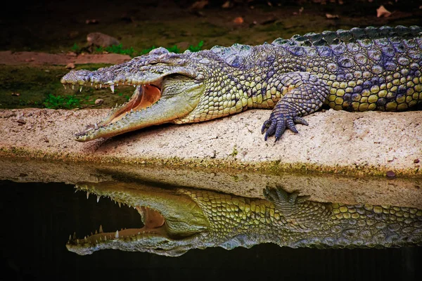 Крокодил лежал и показывал зубы — стоковое фото