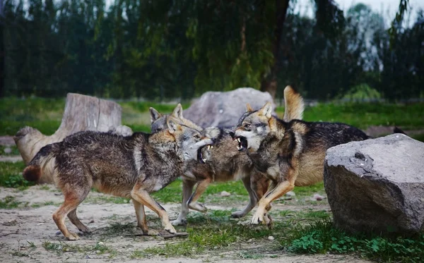 Drie grijze wolven vechten — Stockfoto