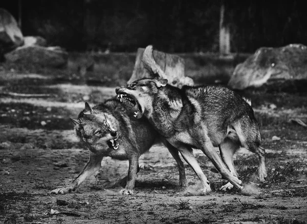 Kurtların dövüş, siyah beyaz fotoğraf