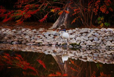 Ibis yakınındaki göl sonbahar