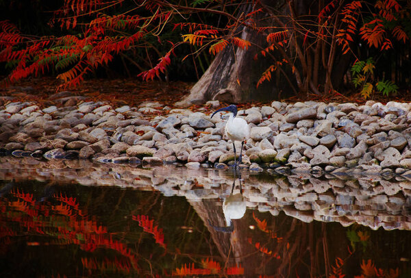 Ибис у озера Осень
