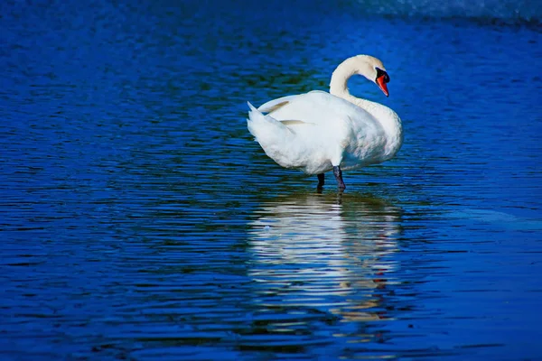 Красивый лебедь в голубом озере — стоковое фото