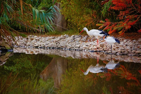 Cigognes près du lac automne — Photo