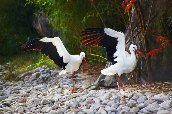 A couple of storks with opened wings — Stock Photo, Image