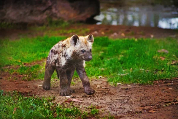 Hyena cub on green grass — Stock Photo, Image