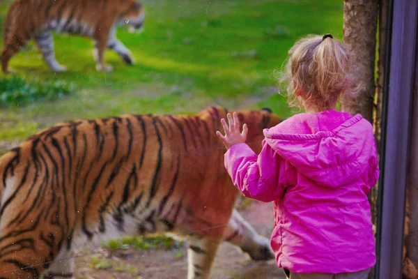 Kid watching at tigers in zoo trough the glass — Stock Photo, Image