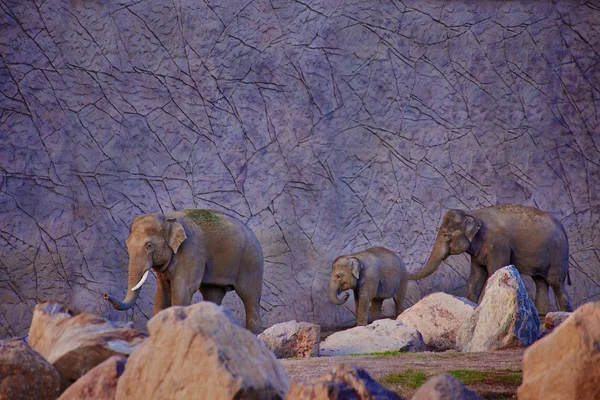 Elephant family, mom, father and son among stones