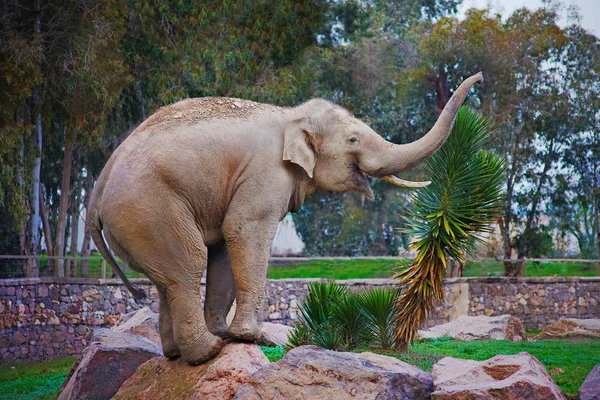 Elephant making trick on stone