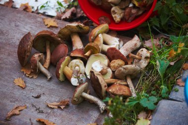İnanılmaz lezzetli çörek ve diğer orman doğal yabani mantar.