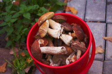 İnanılmaz lezzetli çörek ve diğer orman doğal yabani mantar.