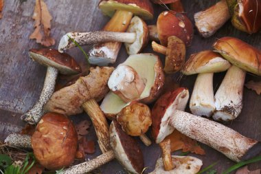 İnanılmaz lezzetli çörek ve diğer orman doğal yabani mantar.