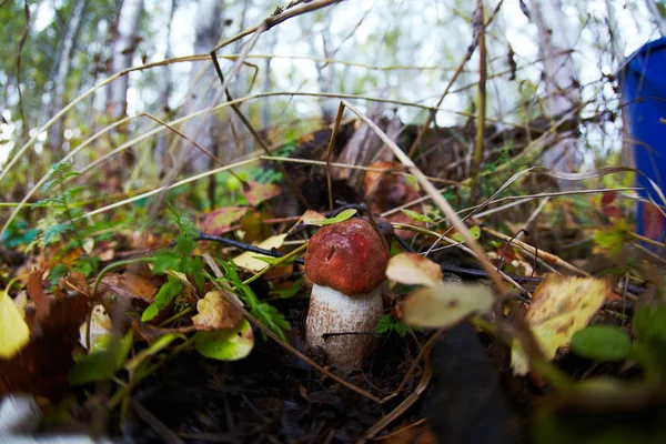 Boleto delicioso incrível e outros cogumelos selvagens naturais da floresta . — Fotografia de Stock